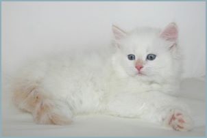 Female Siberian Kitten from Deedlebug Siberians